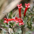 Scarlet bouvardia, Trompetilla, Clavillo